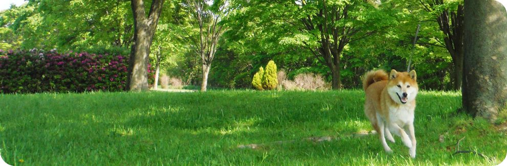 屋外埋葬イメージ1